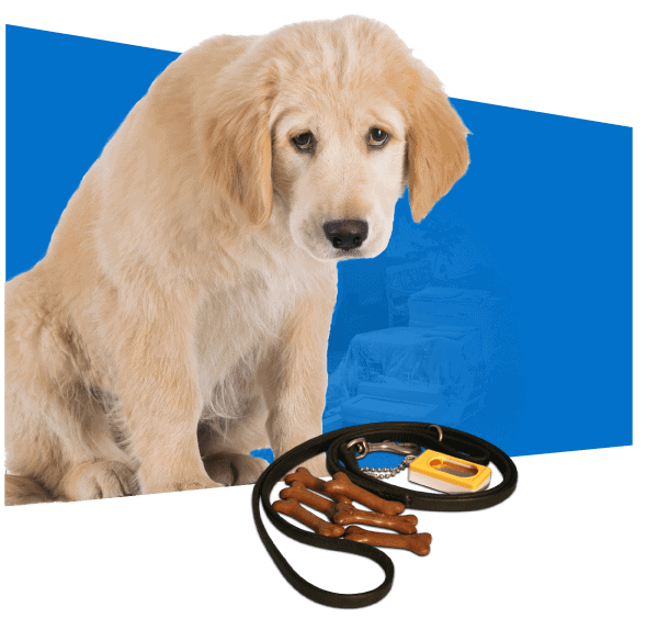 Reliable Dog Handling Instruction Phoenix for Better Canine Behavior